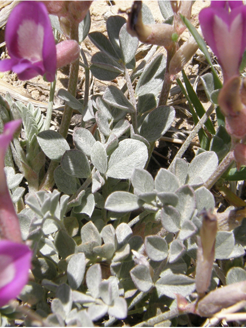 Astragalus amphioxys (Crescent milkvetch) #78514