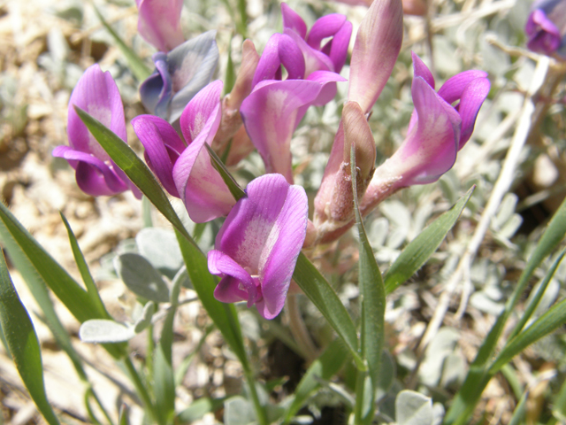 Astragalus amphioxys (Crescent milkvetch) #78515