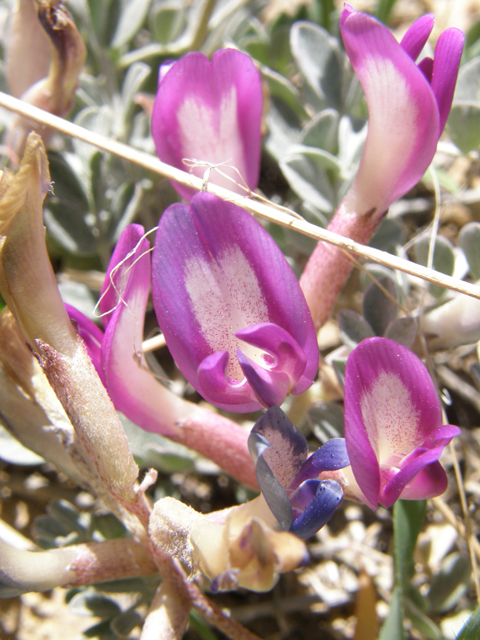 Astragalus amphioxys (Crescent milkvetch) #78516