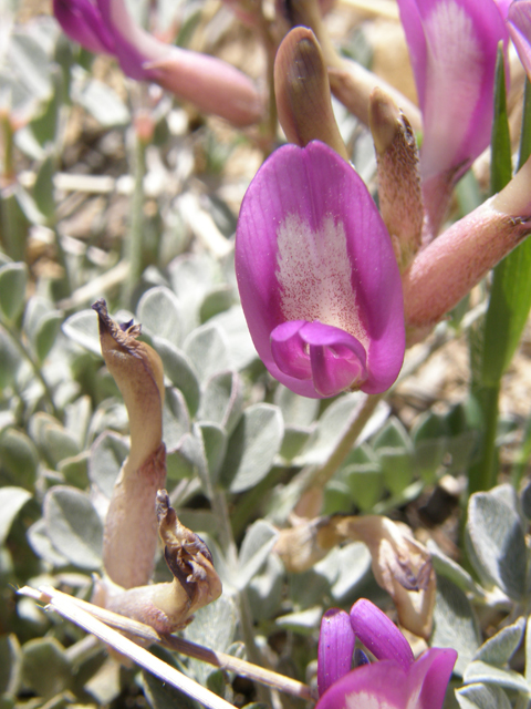 Astragalus amphioxys (Crescent milkvetch) #78517