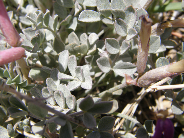 Astragalus amphioxys (Crescent milkvetch) #78518