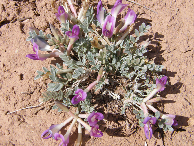 Astragalus amphioxys (Crescent milkvetch) #78519