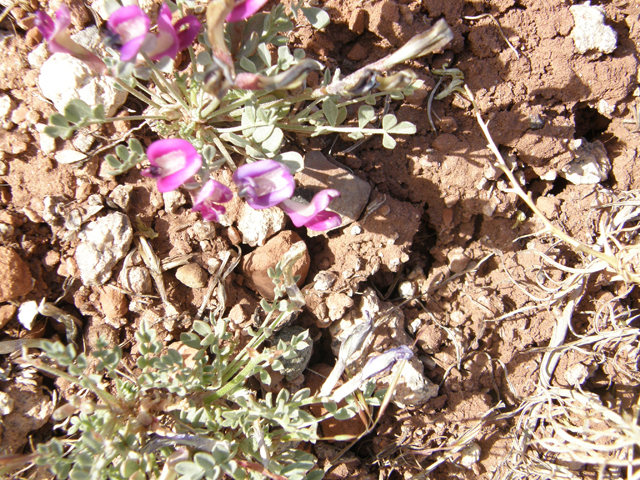 Astragalus amphioxys (Crescent milkvetch) #78521