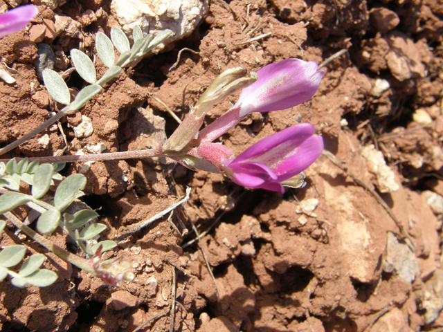 Astragalus amphioxys (Crescent milkvetch) #78522