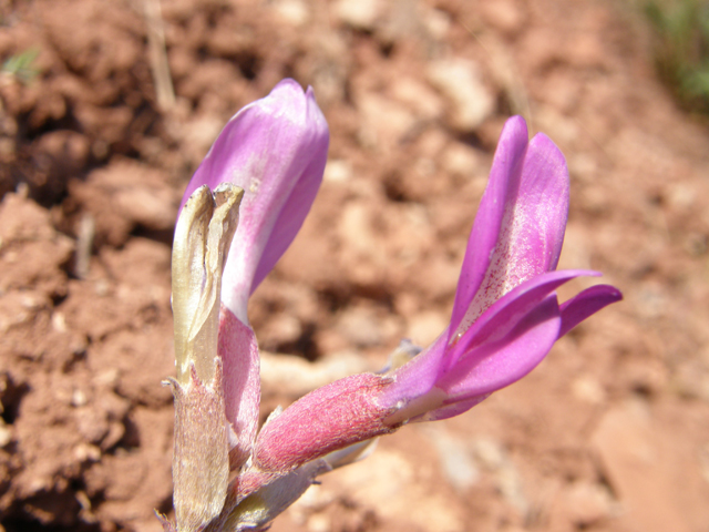 Astragalus amphioxys (Crescent milkvetch) #78523