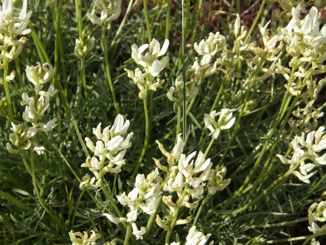 Astragalus flavus (Yellow milkvetch) #78525