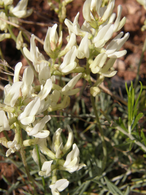 Astragalus flavus (Yellow milkvetch) #78526