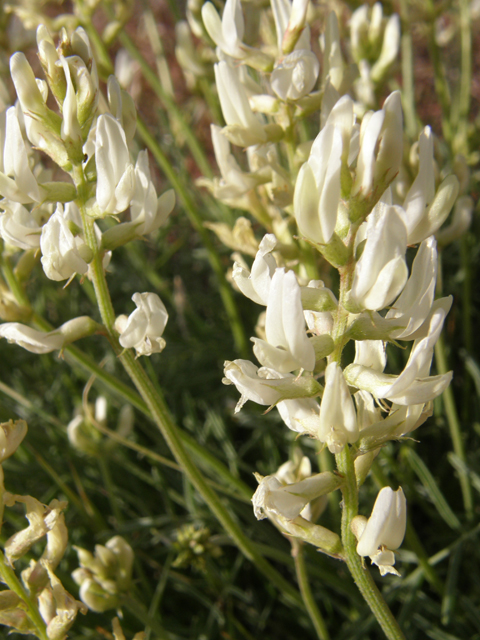 Astragalus flavus (Yellow milkvetch) #78528