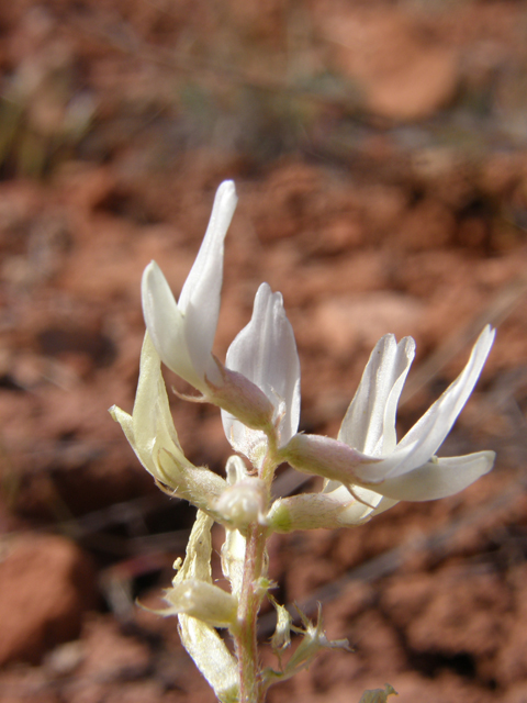 Astragalus flavus (Yellow milkvetch) #78531