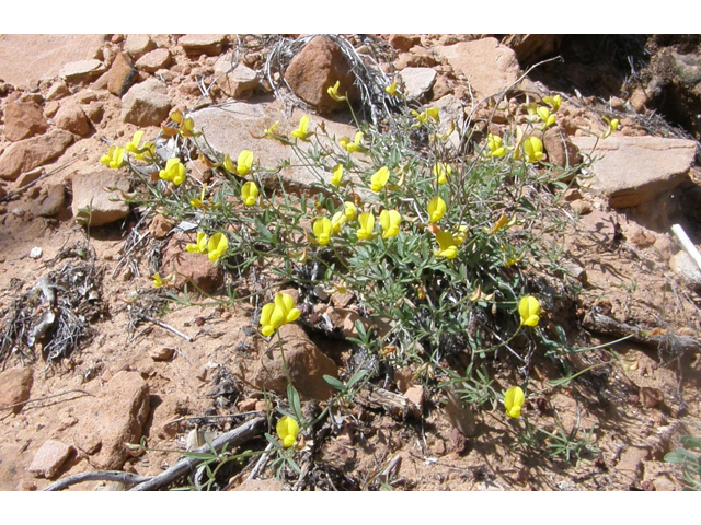 Lotus plebeius (New mexico bird's-foot trefoil) #78554