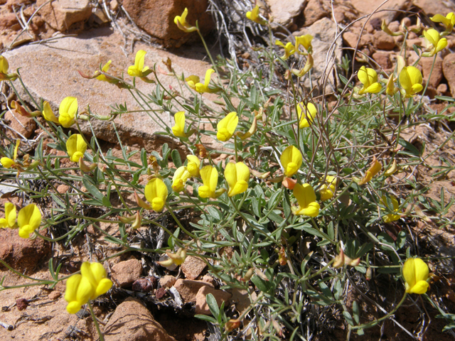 Lotus plebeius (New mexico bird's-foot trefoil) #78555