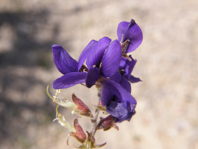 Psorothamnus fremontii (Fremont's dalea) #78558