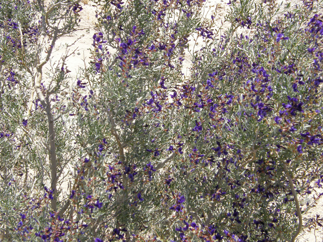 Psorothamnus fremontii (Fremont's dalea) #78559