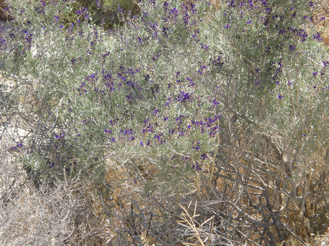 Psorothamnus fremontii (Fremont's dalea) #78560