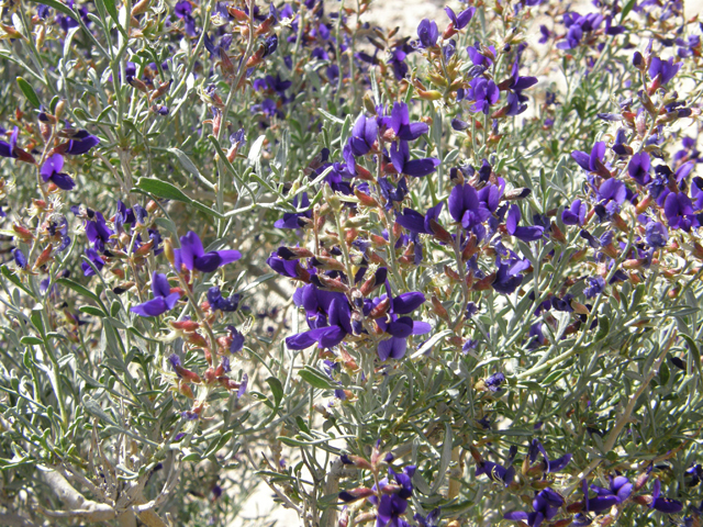 Psorothamnus fremontii (Fremont's dalea) #78561