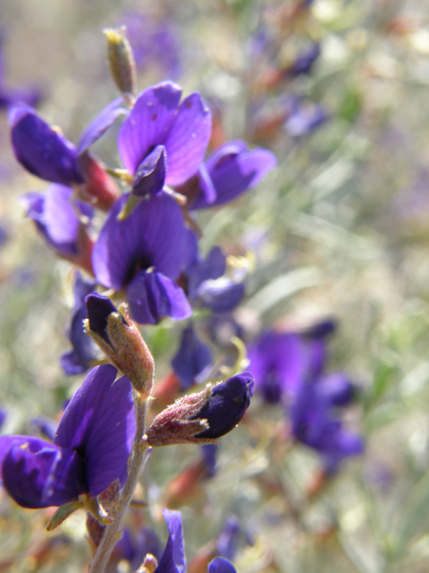 Psorothamnus fremontii (Fremont's dalea) #78562