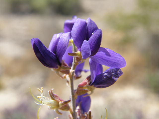 Psorothamnus fremontii (Fremont's dalea) #78563