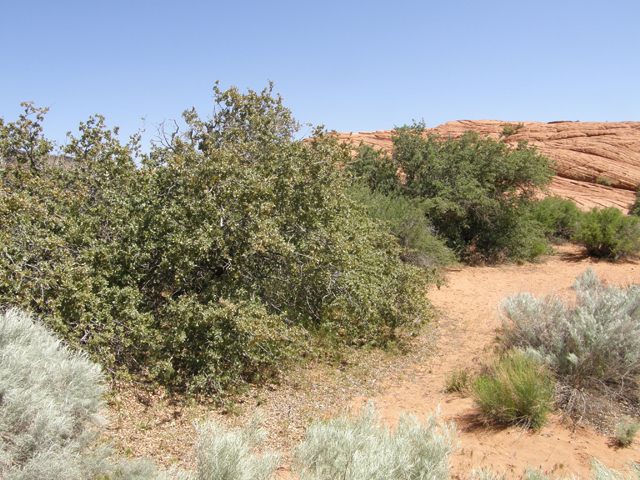 Quercus turbinella (Shrub live oak) #78564