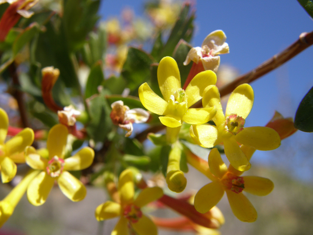 Ribes aureum (Golden currant) #78567