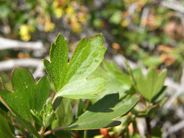 Ribes aureum (Golden currant) #78571