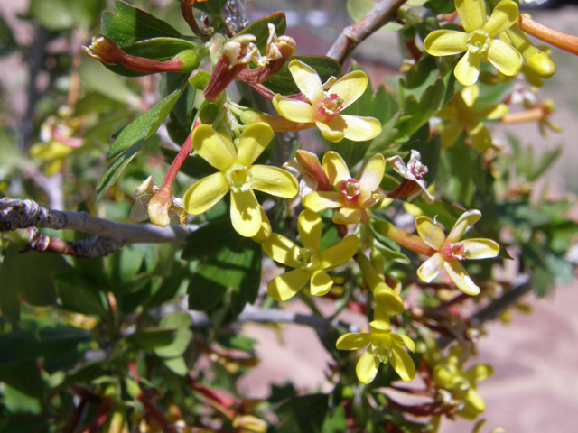 Ribes aureum (Golden currant) #78572