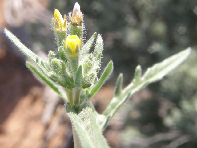 Mentzelia albicaulis (Whitestem blazingstar) #78589