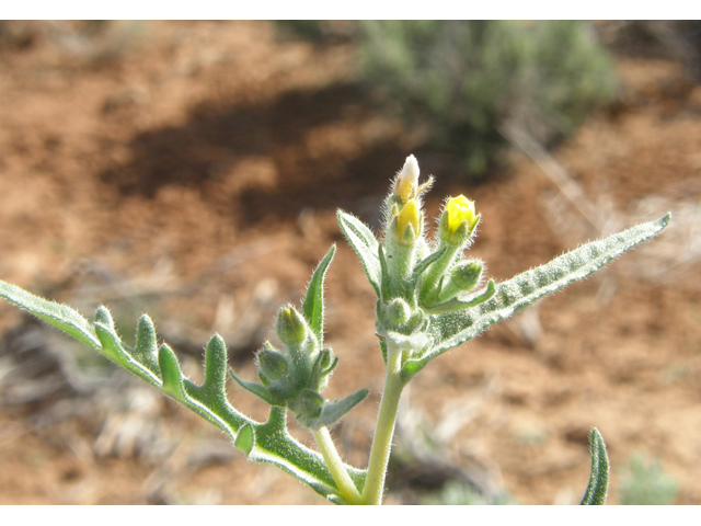 Mentzelia albicaulis (Whitestem blazingstar) #78590