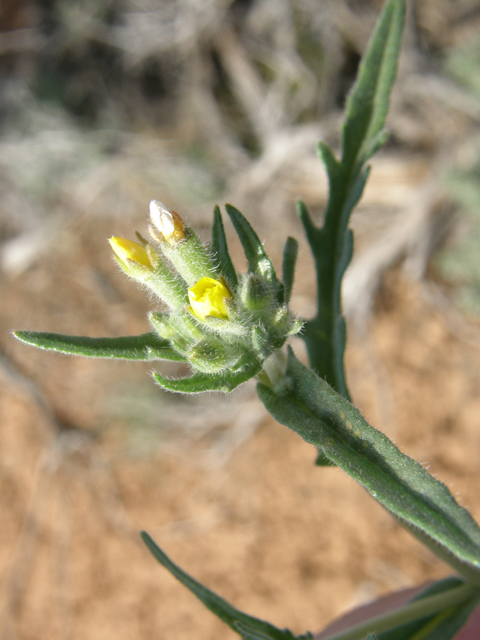 Mentzelia albicaulis (Whitestem blazingstar) #78591