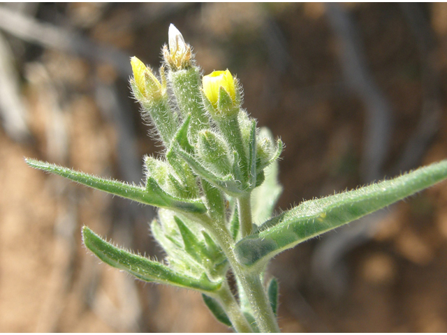 Mentzelia albicaulis (Whitestem blazingstar) #78592