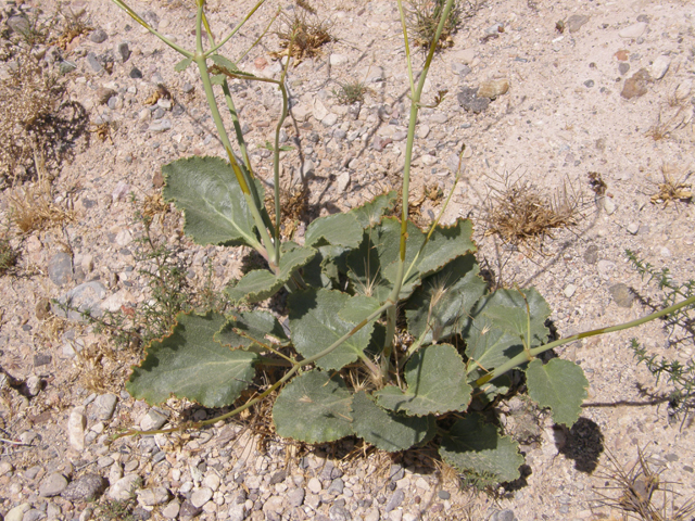 Anulocaulis leiosolenus var. leiosolenus (Southwestern ringstem) #78595