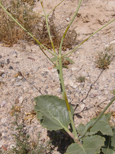 Anulocaulis leiosolenus var. leiosolenus (Southwestern ringstem) #78596