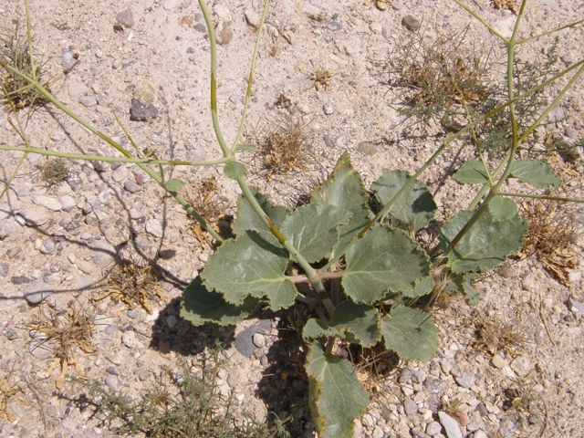 Anulocaulis leiosolenus var. leiosolenus (Southwestern ringstem) #78597