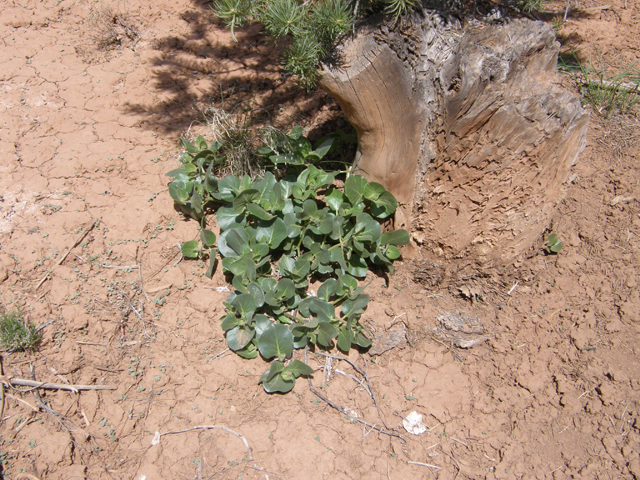 Mirabilis multiflora (Colorado four o'clock) #78598