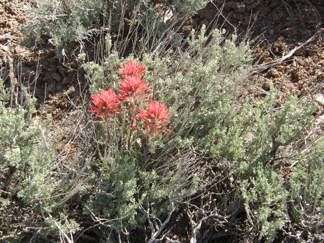 Castilleja angustifolia (Northwestern indian paintbrush) #78604