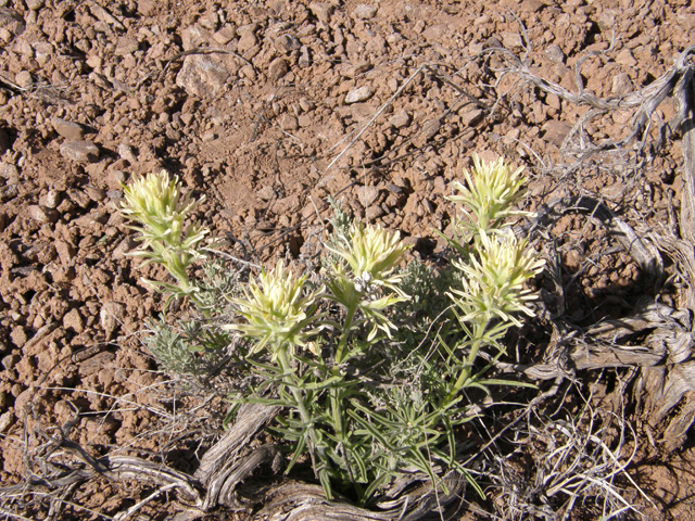 Castilleja angustifolia (Northwestern indian paintbrush) #78605