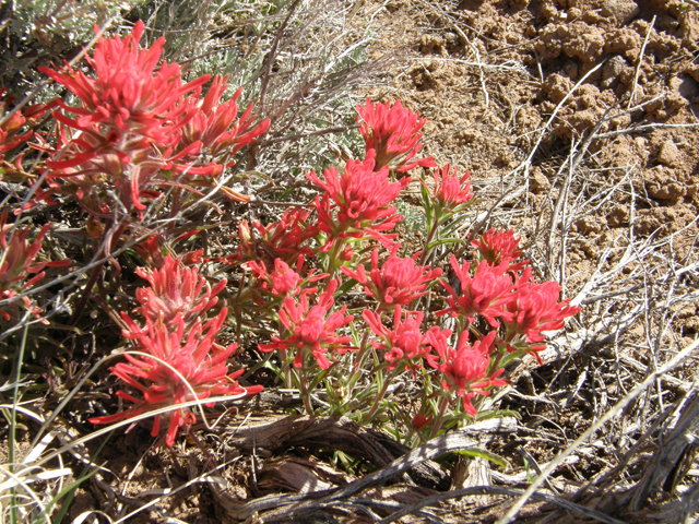 Castilleja angustifolia (Northwestern indian paintbrush) #78606