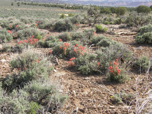 Castilleja angustifolia (Northwestern indian paintbrush) #78607