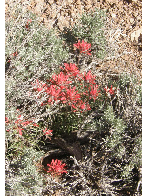 Castilleja angustifolia (Northwestern indian paintbrush) #78608