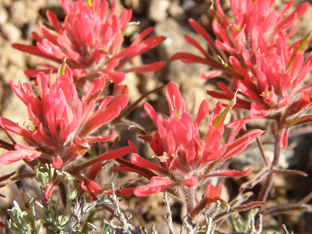 Castilleja angustifolia (Northwestern indian paintbrush) #78609