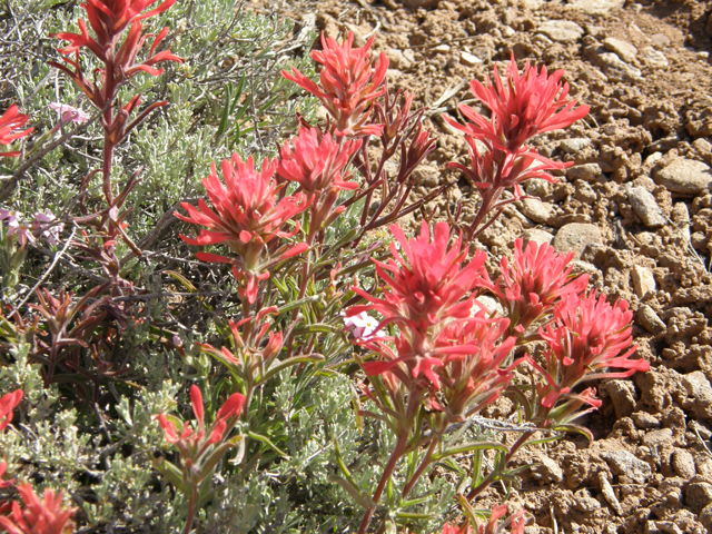 Castilleja angustifolia (Northwestern indian paintbrush) #78610