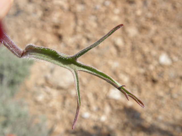 Castilleja angustifolia (Northwestern indian paintbrush) #78611