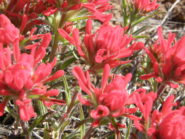 Castilleja angustifolia (Northwestern indian paintbrush) #78614