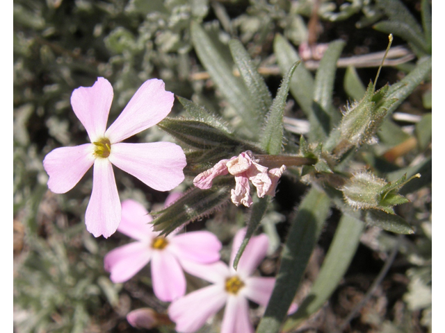 Phlox longifolia (Longleaf phlox) #78649