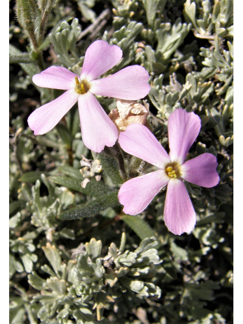 Phlox longifolia (Longleaf phlox) #78650