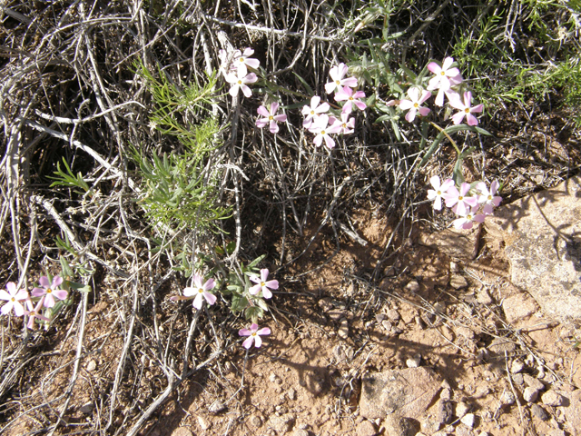 Phlox longifolia (Longleaf phlox) #78651