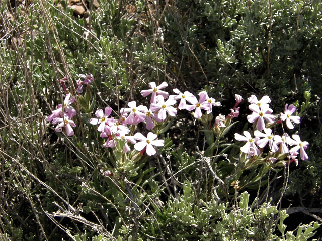 Phlox longifolia (Longleaf phlox) #78652