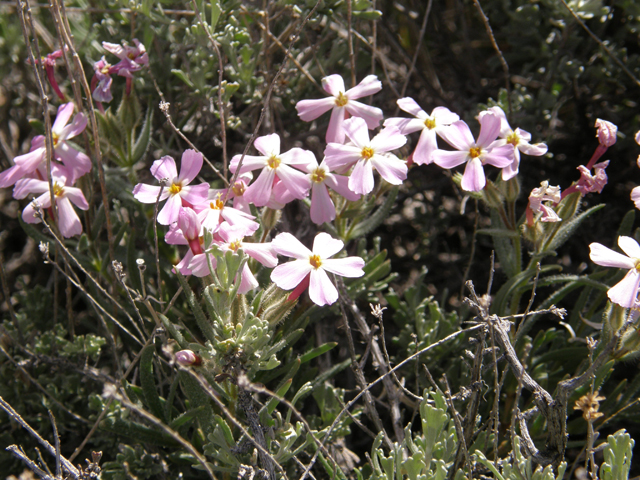 Phlox longifolia (Longleaf phlox) #78653