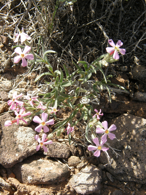 Phlox longifolia (Longleaf phlox) #78654