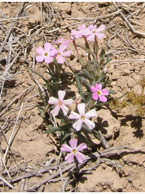 Phlox longifolia (Longleaf phlox) #78655