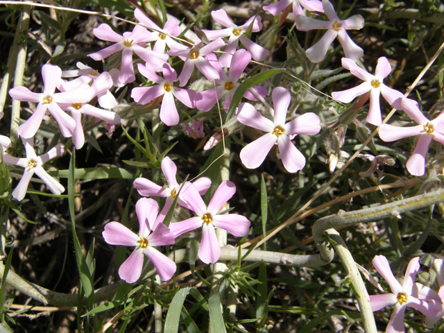 Phlox longifolia (Longleaf phlox) #78656